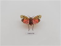 藏品(半翅目)的圖片